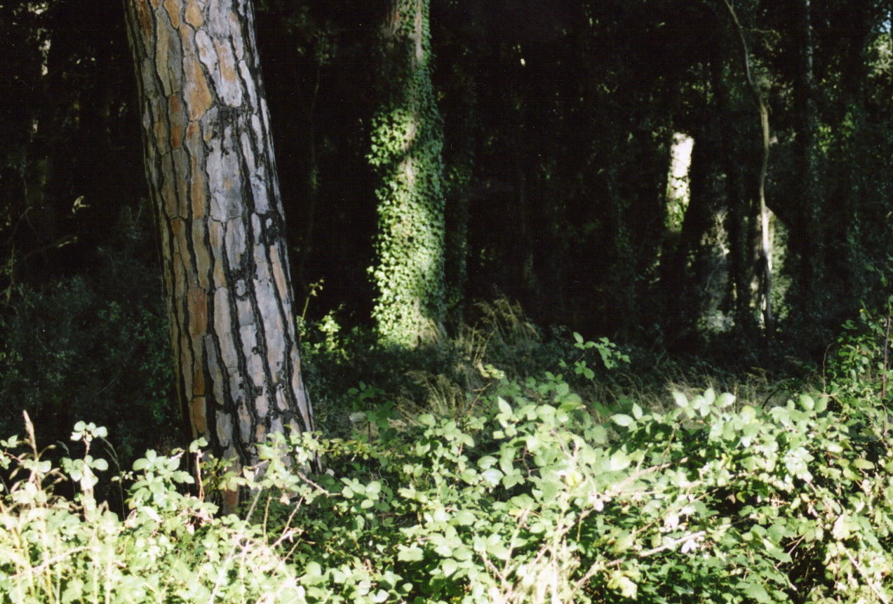 facciamo un giro in pineta?